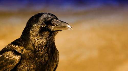 curvas primer plano de un cuervo negro con un fondo dorado