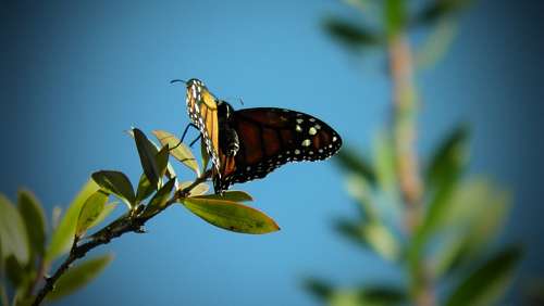 mariposas Mariposas