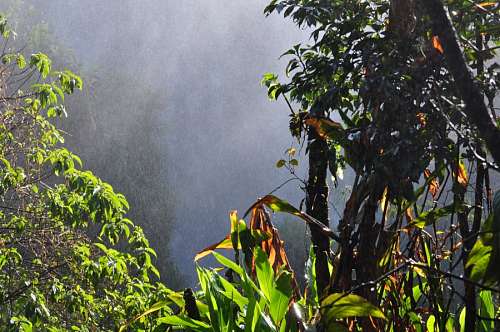 cataratas del iguazu Selva