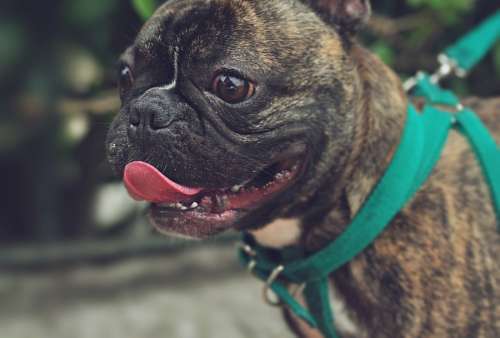 Bulldog Frances