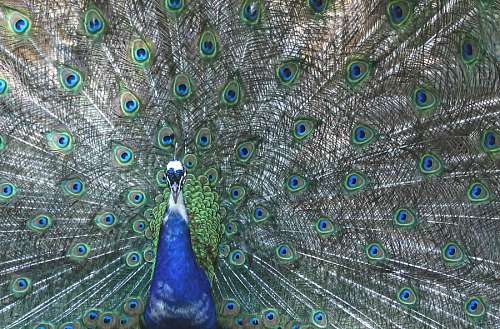 Pavo Real