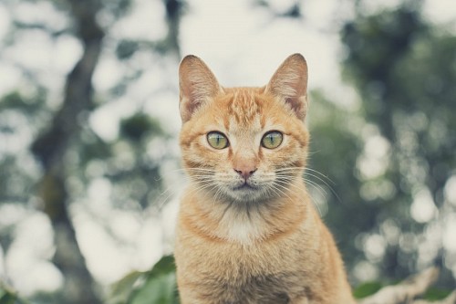 parte del cuerpo Primer plano con efecto Bokeh a Gato dorado