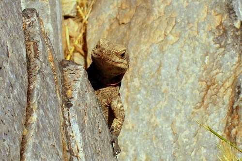 reptil Lagartija                      