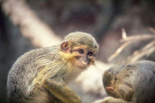 espana Macaco