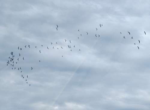 Bandada de Pajaros 