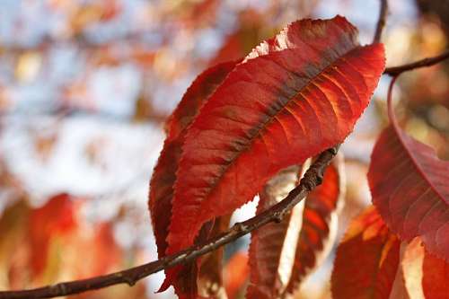 rojizo Otoño leaf