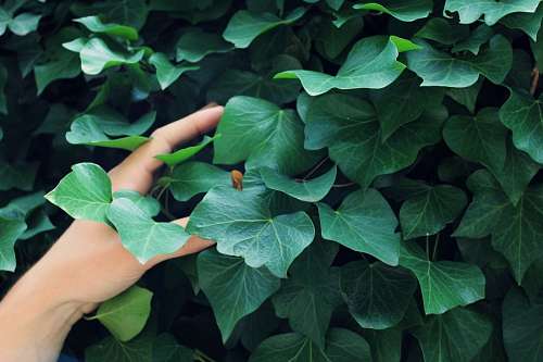 conectividad Mujer tocando plantas