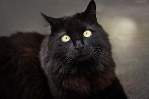 misterio Gato negro