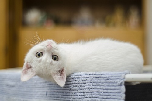 Gato blanco del revés 