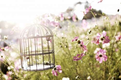 Fondo de Primavera con Jaula