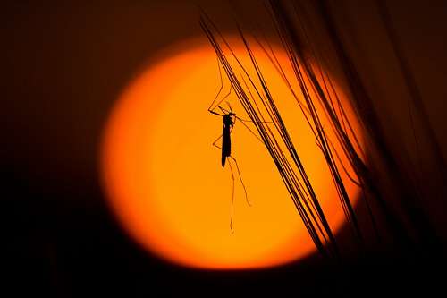 mosquito Mosquito