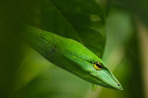 Serpiente verde