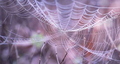 web Tela de araña en primer plano