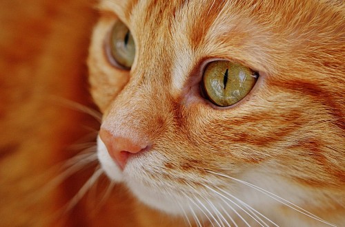 Perfil de mirada gatuna