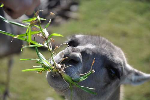 zoologia Guanaco