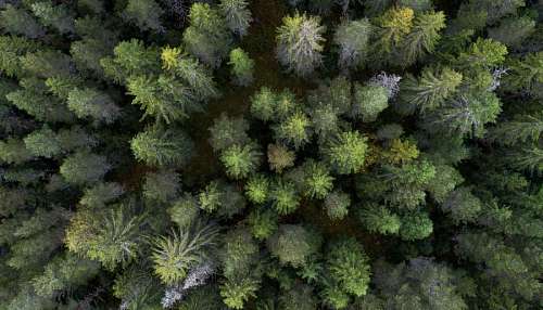 Bosque de pinos vista desde arriba