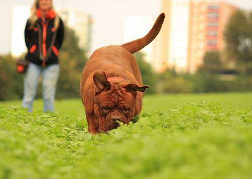 vitalidad Paseo con mascota