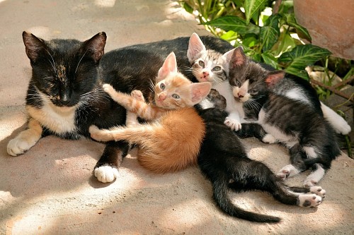 fotografia de mascotas Madre gata con sus pequeñas crías 