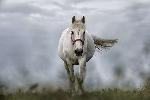 fondos de pantalla 4k Caballo blanco de frente
