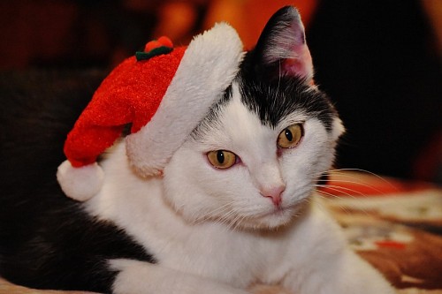 parte del cuerpo Tierno gato con gorro navideño 