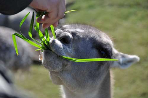 zoologia Guanaco