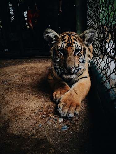 zoologia Tigre