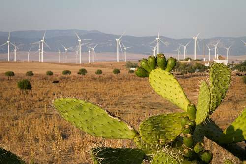 ecologia Molinos de Viento