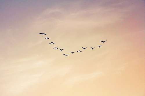 juan Argentina, La Pampa, atardecer, aves, birds, cielo