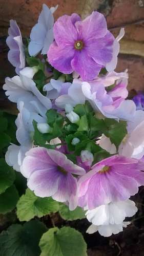 Flores en el Jardin