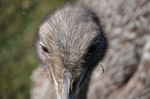 aves Avestruz