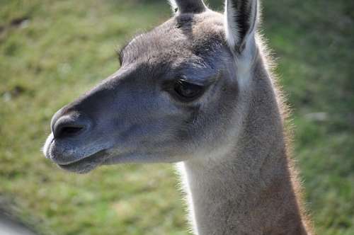zoologia Guanaco