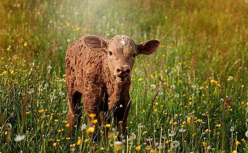 hereford ternera
