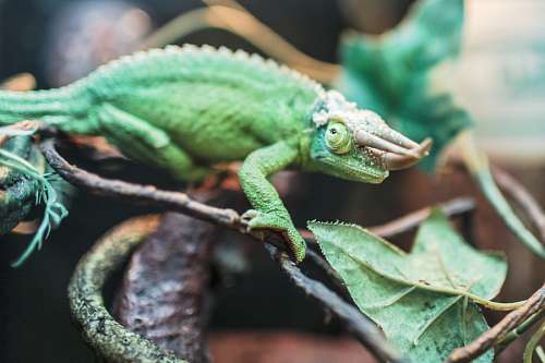 camuflaje camaleon