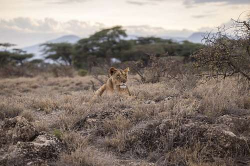 safari Leon