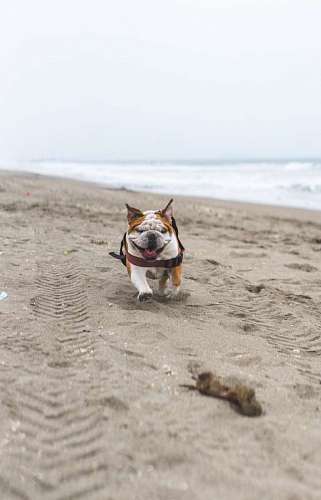 vitalidad Bulldog Ingles Corriendo en la playa