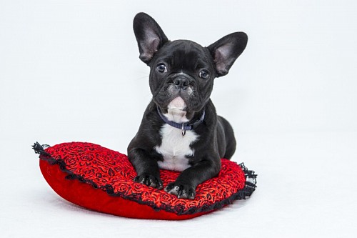 recortable Adorable cachorro de BullDog Frances sobre cojín rojo