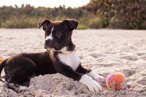 Cachorro en la playa