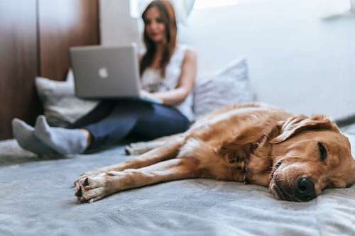 educacion mujer usa su laptop mientras ella y su perro están en la cama