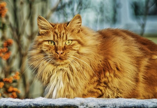 Gato montés en la nieve 