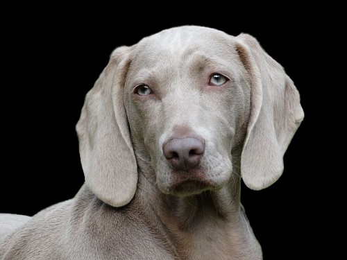 recortable Primer plano de perro Weimaraner