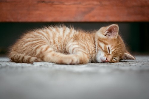 encantador Bebé gatito descansando sobre el piso