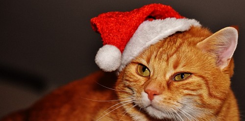parte del cuerpo Perfil de gato con disfraz de navidad