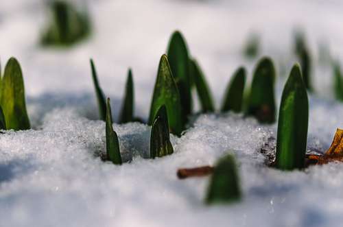 brote Planta creciendo en el hielo