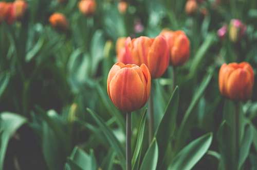 Tulipanes