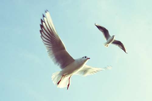 aves Gaviotas