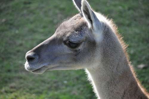 zoologia Guanaco