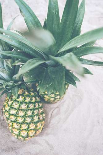 frutas tropicales Piña