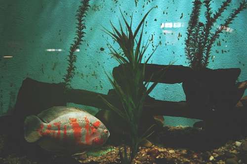 peces Pecera
