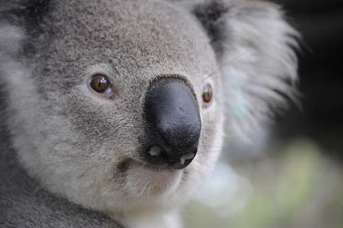 koala koala