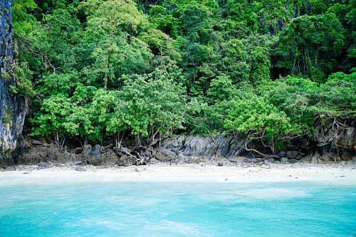 selva 
